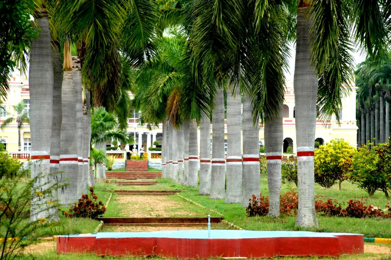 Avenue of tall royal palms on the CSIR-CFTRI campus, with the heritage building in the background