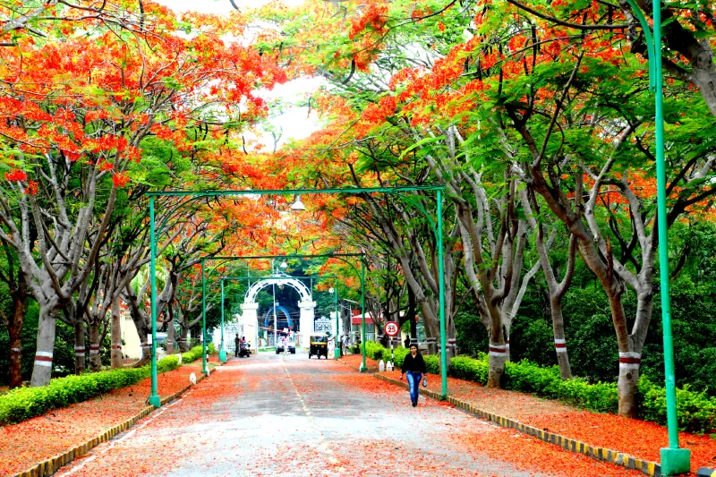 Campus road under an arch of flowering gulmohar trees, fallen petals on the road