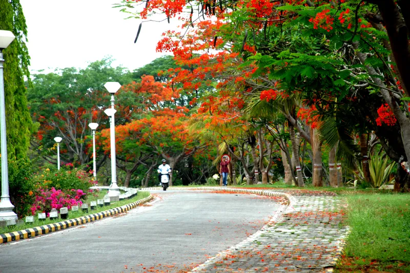 Curving campus road with lamp posts, flowering trees and a bed of pink bougainvillea