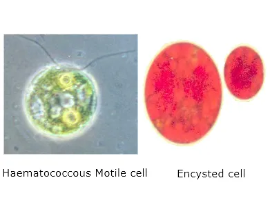 Haematococcus